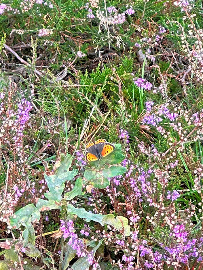Gasterij Hotel Dennenoord