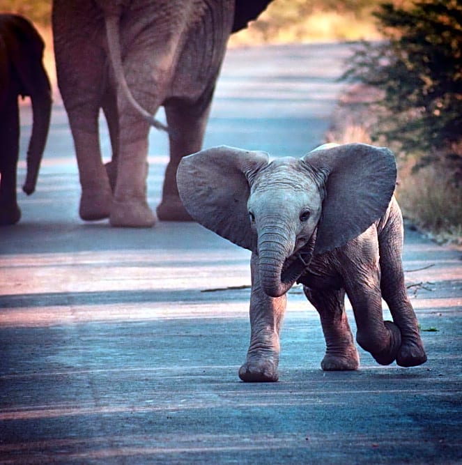 Black Rhino Game Lodge