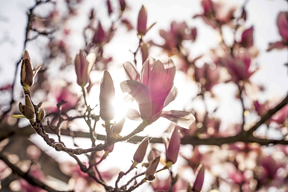 La Magnolia