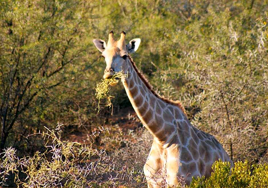 Zwartberg View Mountain Lodge