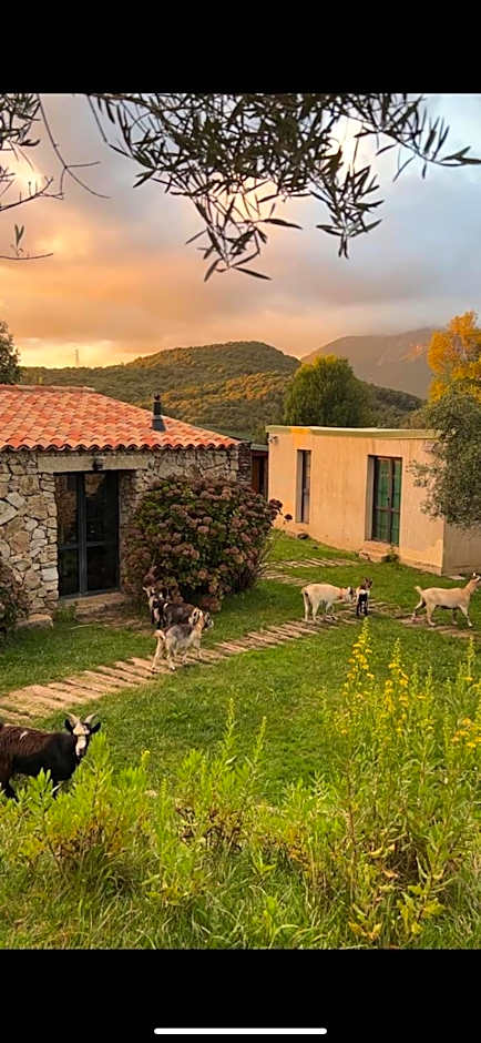 Bergerie du Prunelli