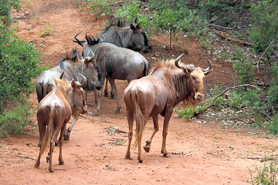 Fumani Game Lodge