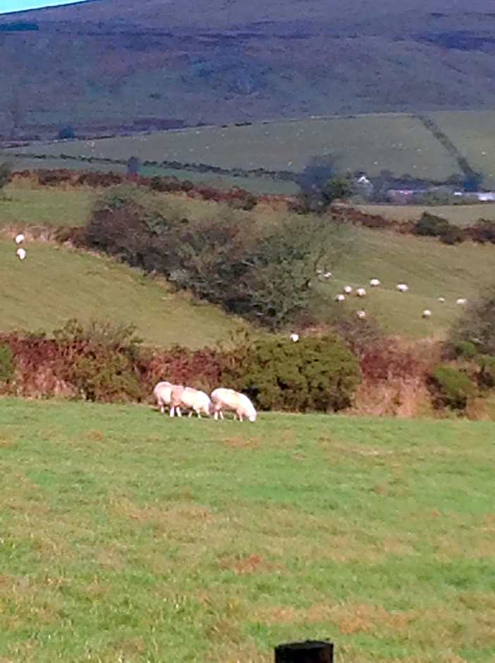 Brynhaul Bed and Breakfast