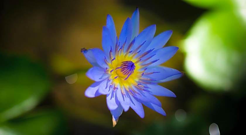 Bali Chaya Hotel Legian