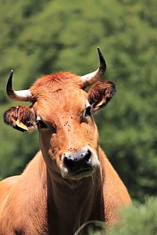 Single Bed in Mixed Dormitory Room
