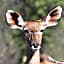 Inzalo Safari Lodge