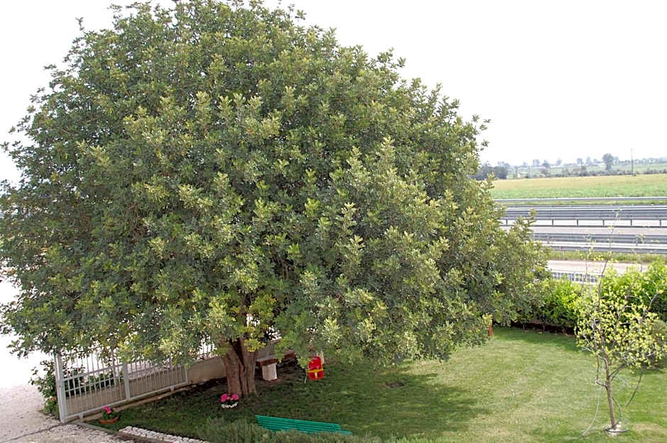 All'ombra del Carrubo - Metaponto