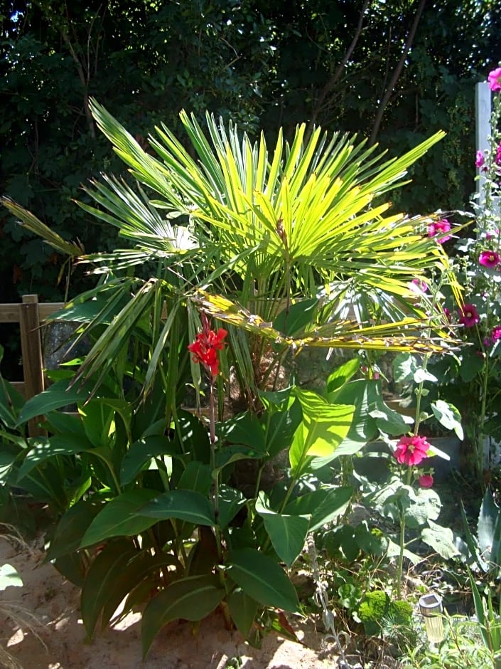 Studio "LA MEDINA", PISCINE jusqu'au 15 septembre, JARDIN BOTANIQUE, COMMERCES &MER