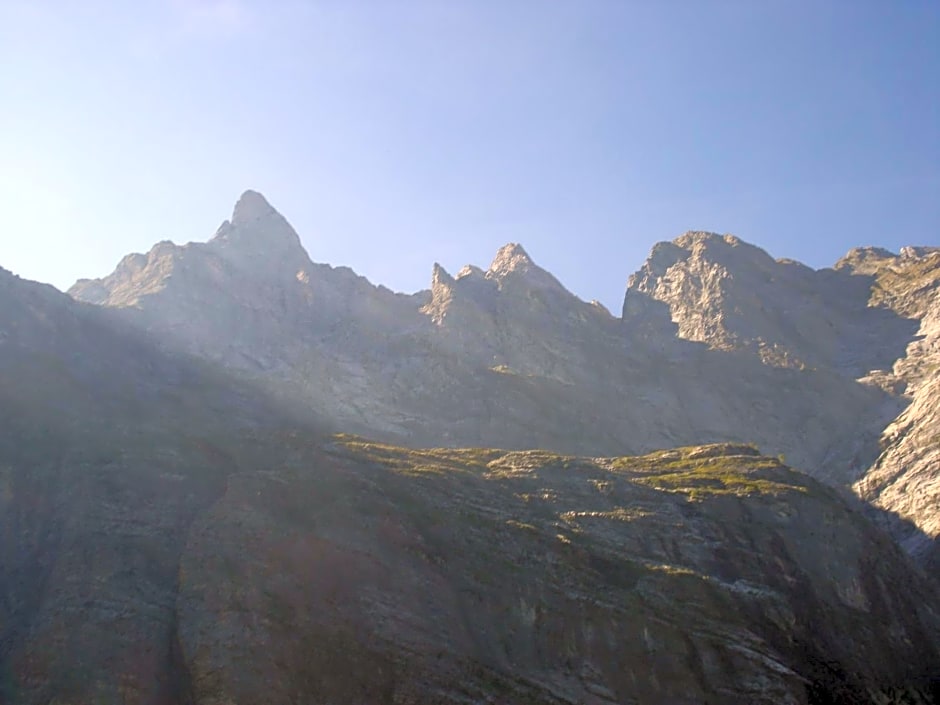 Alpenrose