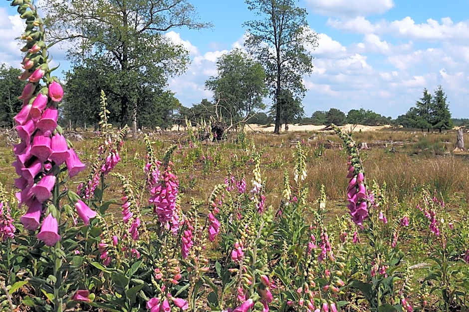 RCN Vakantiepark de Roggeberg