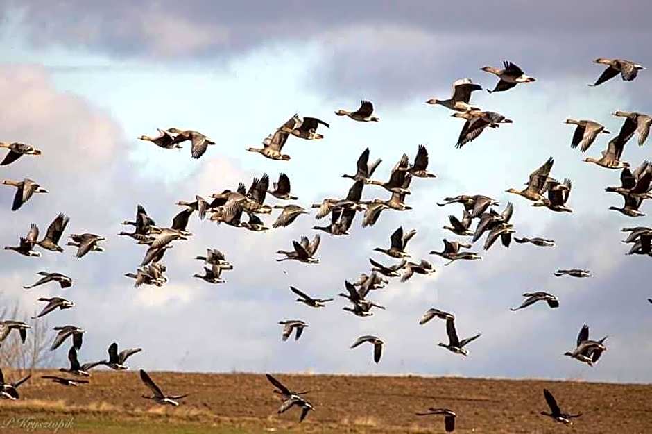 Gościniec Biebrzański