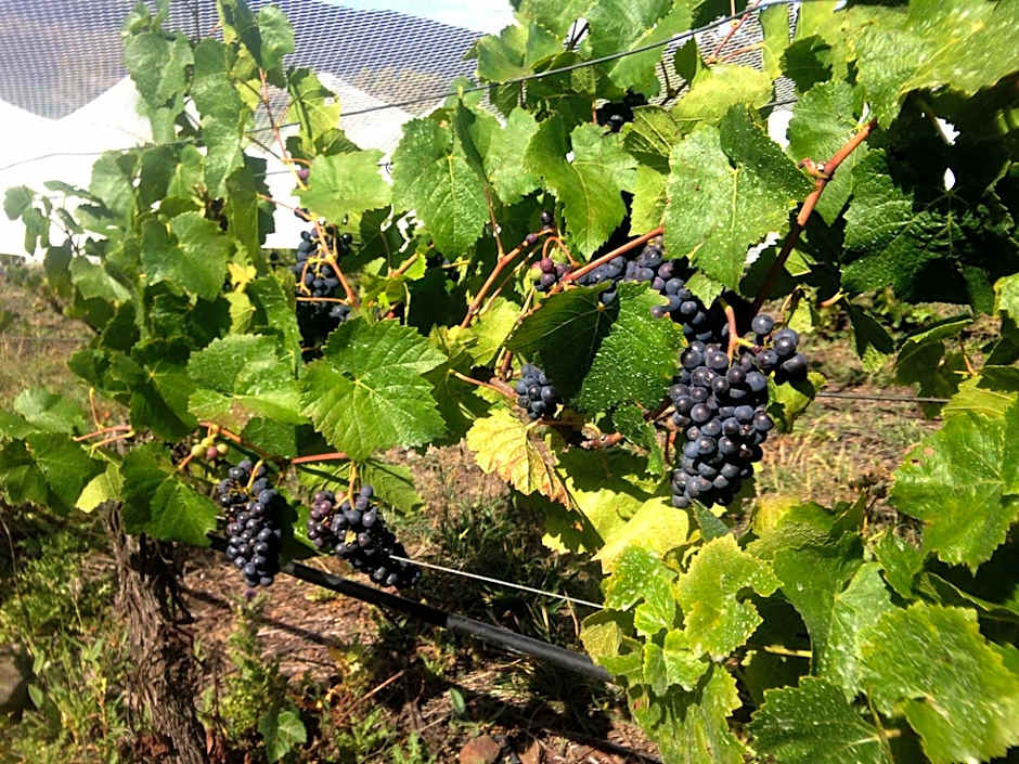 Charles Reuben Estate