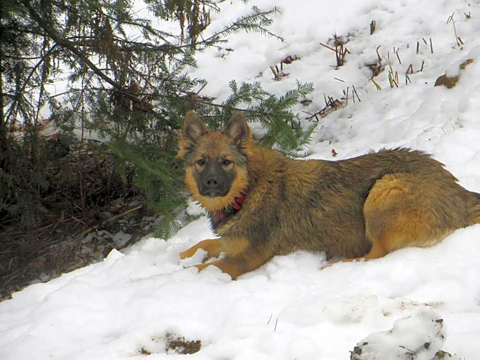 La maison sous les arbres