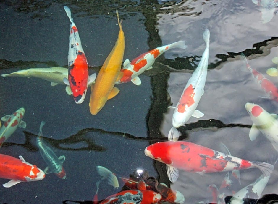 Hotel Restaurant Koi-Gartenteich