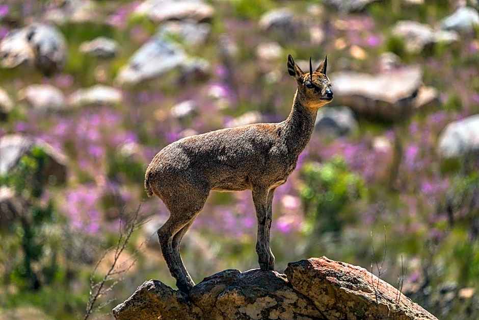 Simbavati Cederberg Ridge