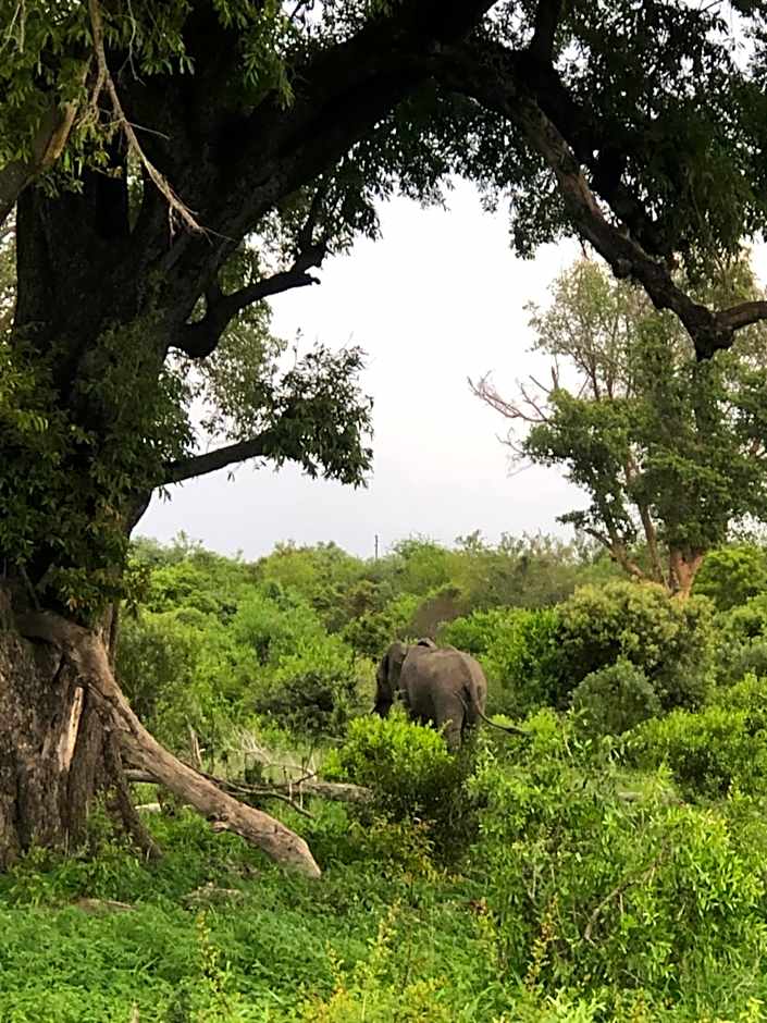 Barn Owl Lodge, Mjejane Game Reserve, Greater Kruger Park