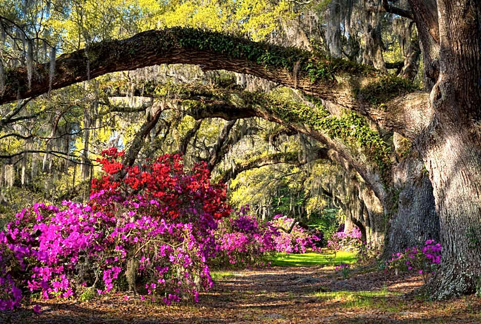 Cambria Hotel Summerville - Charleston