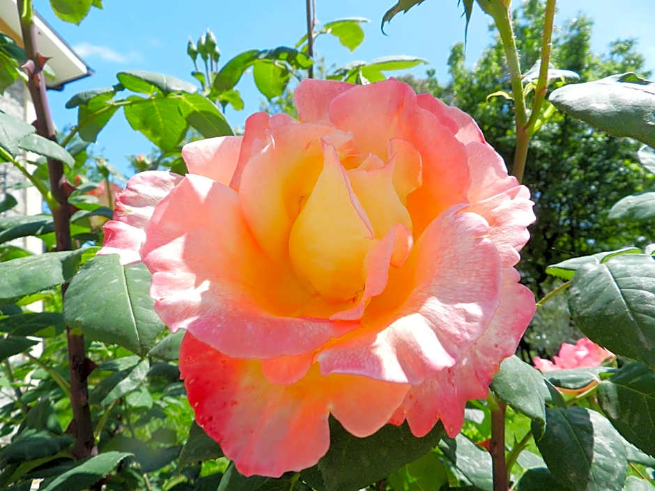 Il Nibbio Reale Country House