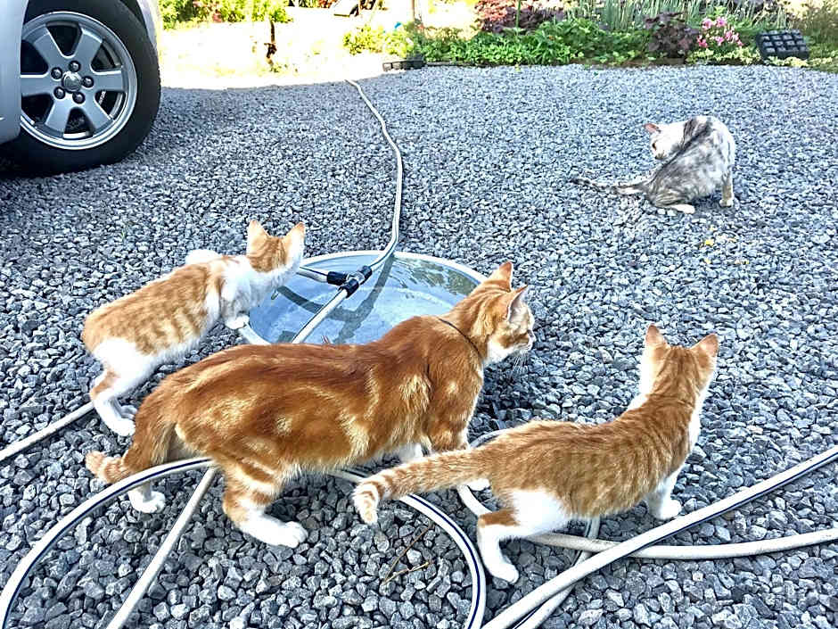 Misato Kinenkan, A Guest House Full Of Cats