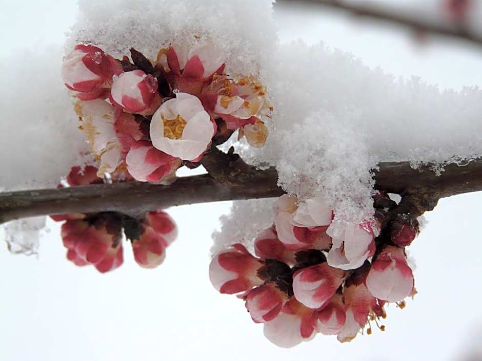 Affittacamere Verger Plein Soleil