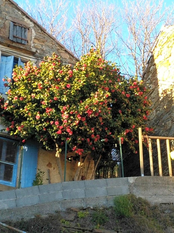 Le camélia de la mazarié