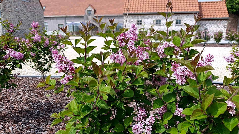 B&B 't Meesterhof