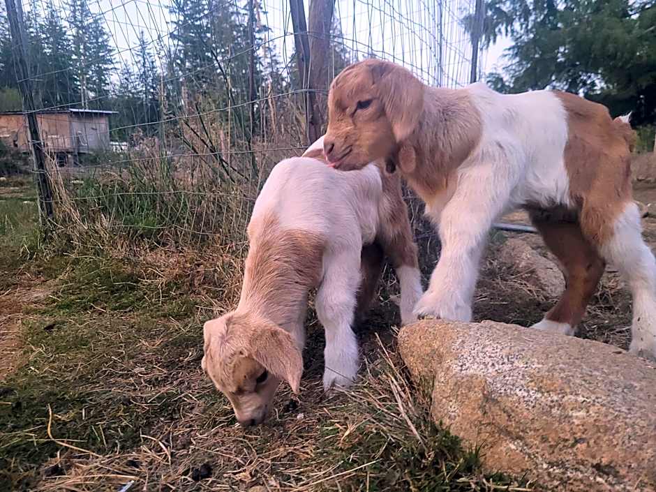 Tree Ring Cabin on 33 Acres
