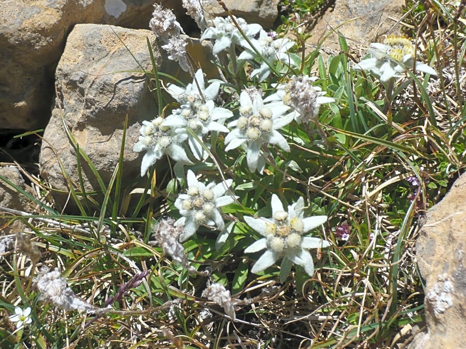 El Privilegio de Tena