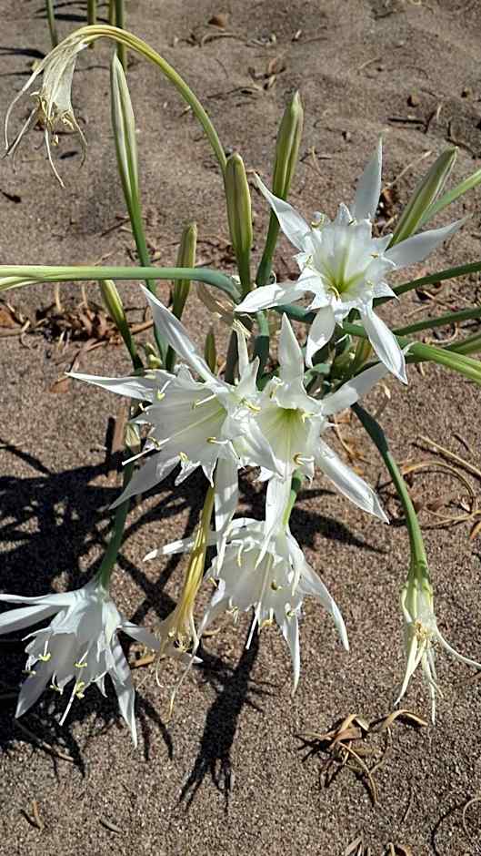 KUŞ YUVASI PANSiYON