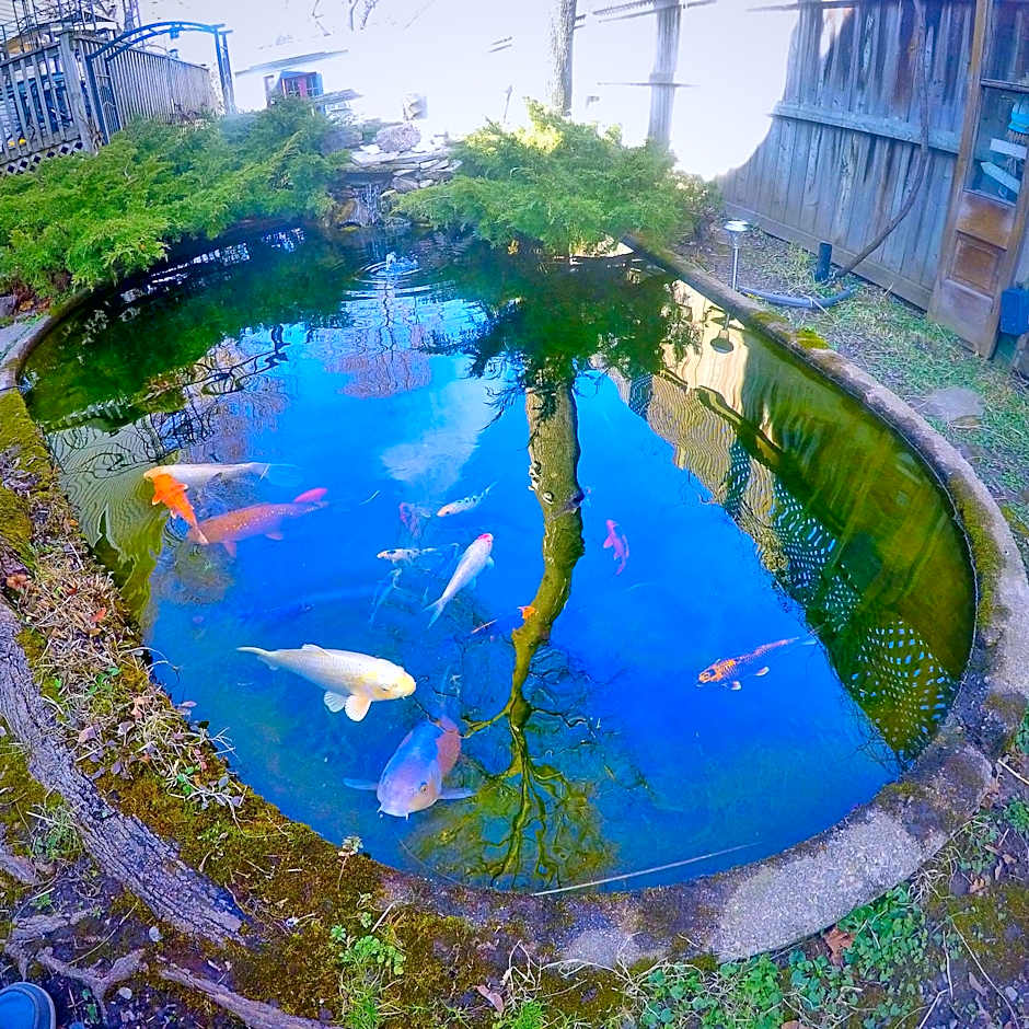 Blue Gables Bed and Breakfast