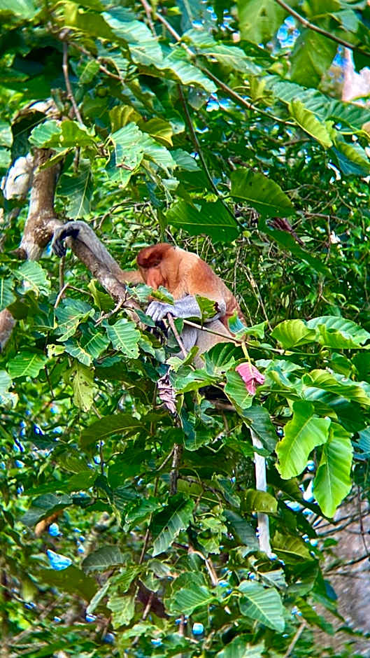 Borneo Jungle Adventure