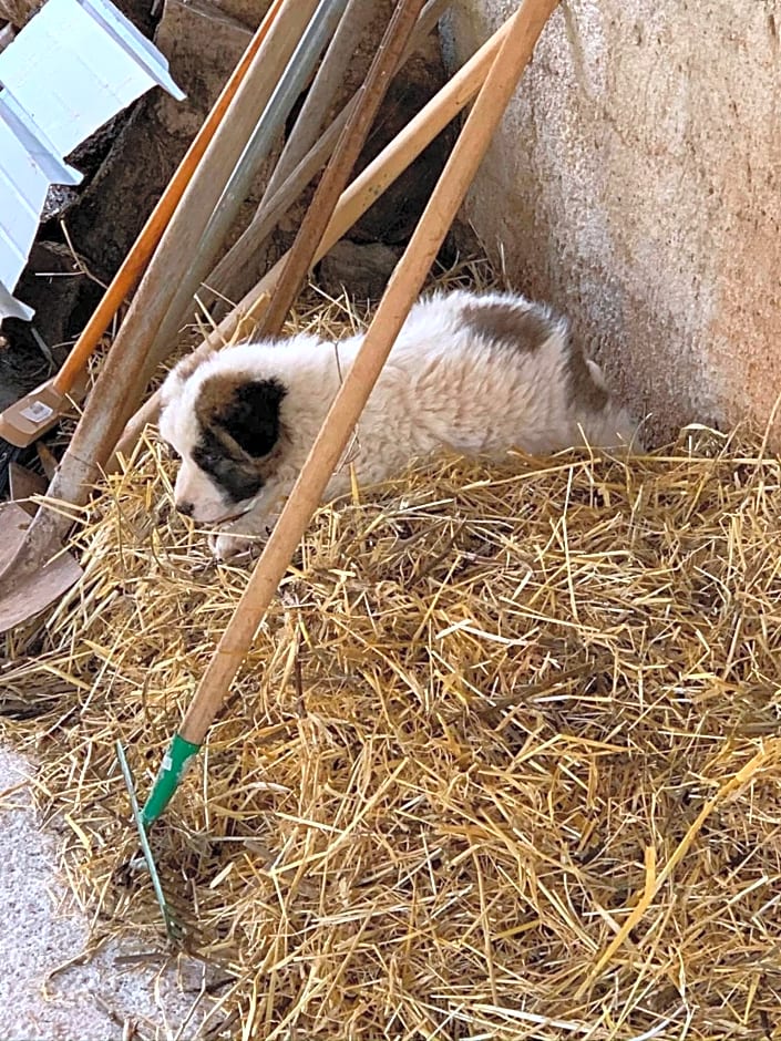 B&B BUICOVILLE CAMEROTA