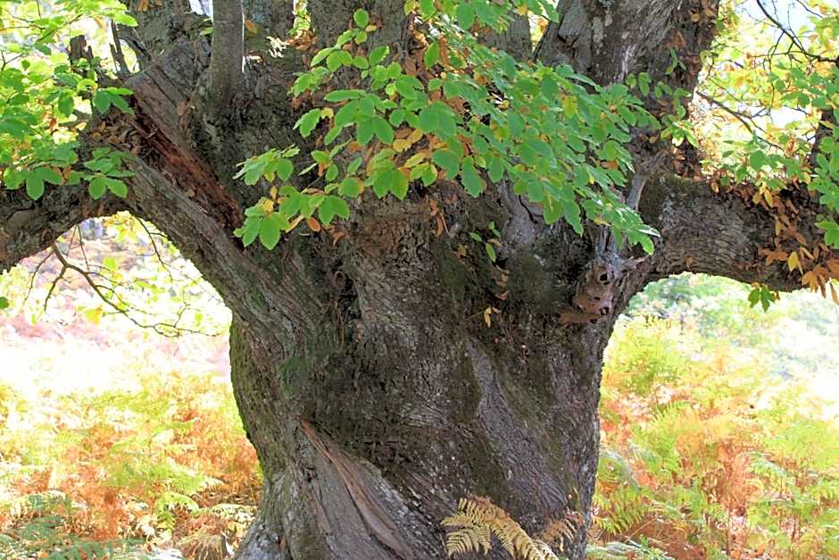 Hostel El Lago, Caceres
