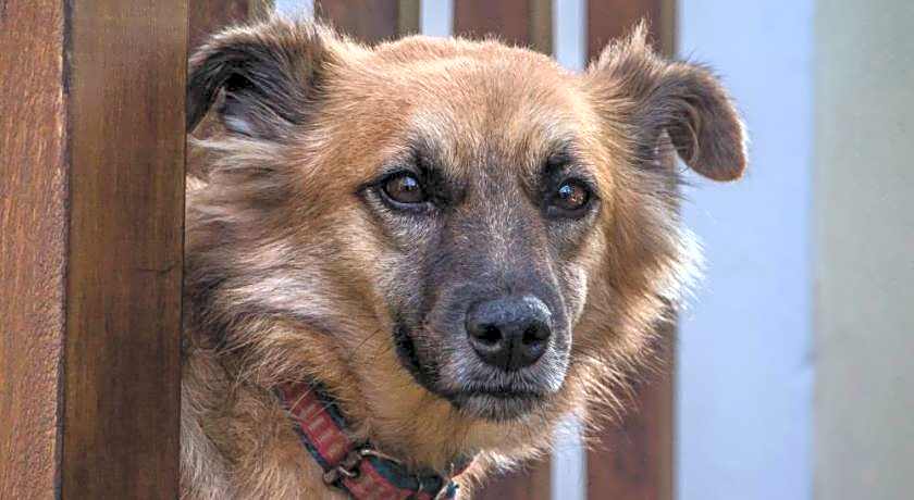 Planeta Banana Paraty