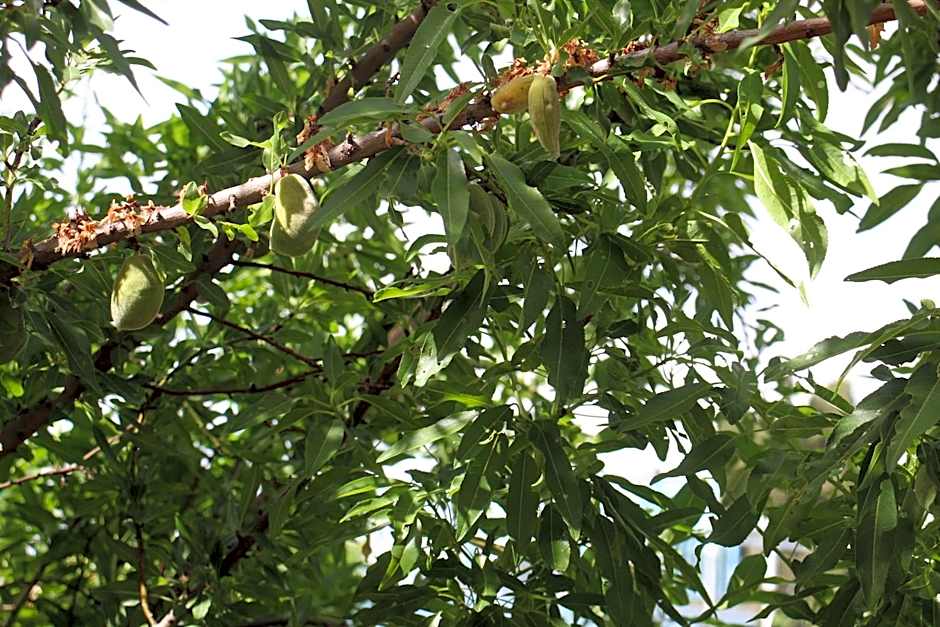 Artists' Colony Inn Zefat