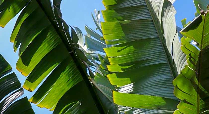 Happy Coconut Camiguin