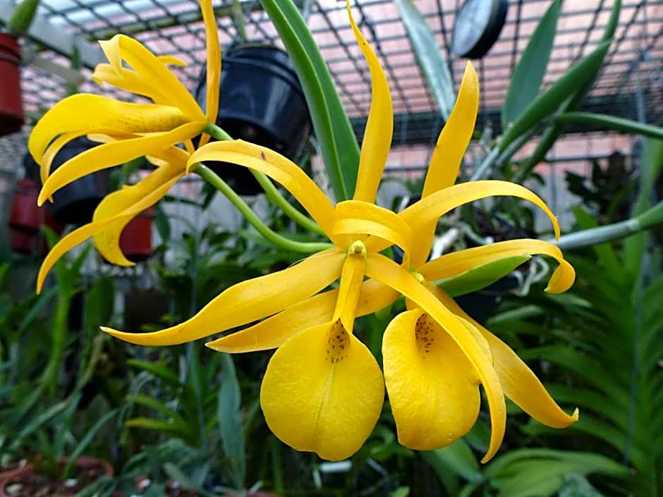 Zimmervermietung Babsy