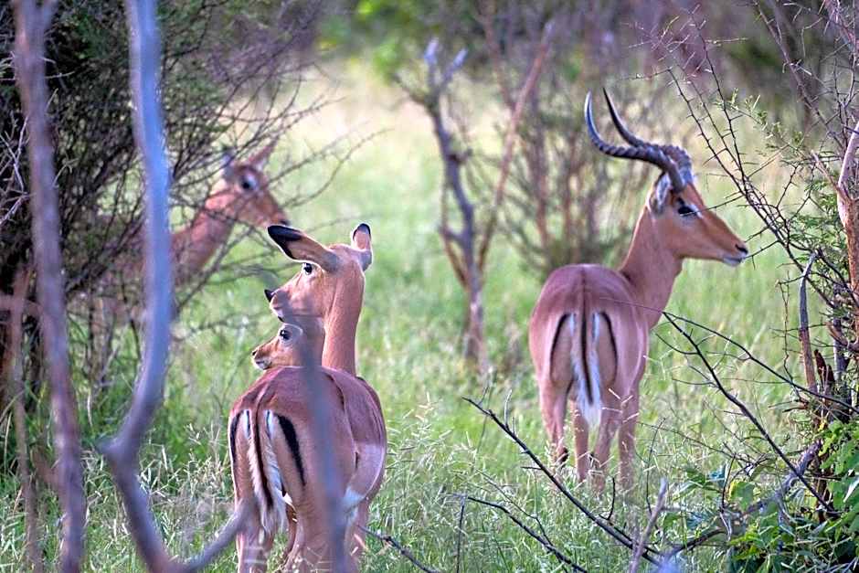 Baluleni Safari Lodge