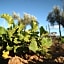 Hacienda Los Olivos, Valle de Guadalupe