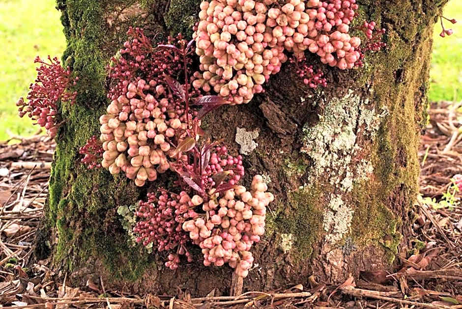 Chambers Wildlife Rainforest Lodges