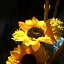 A1 Girasole B&B