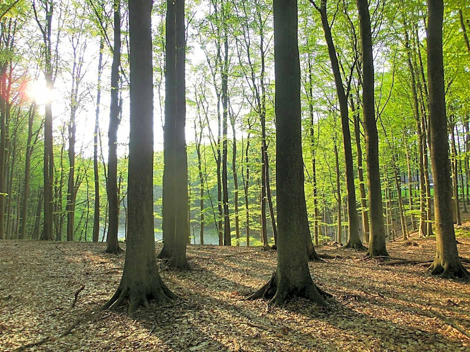 Restaurant & Hotel Baumhaus Hagen