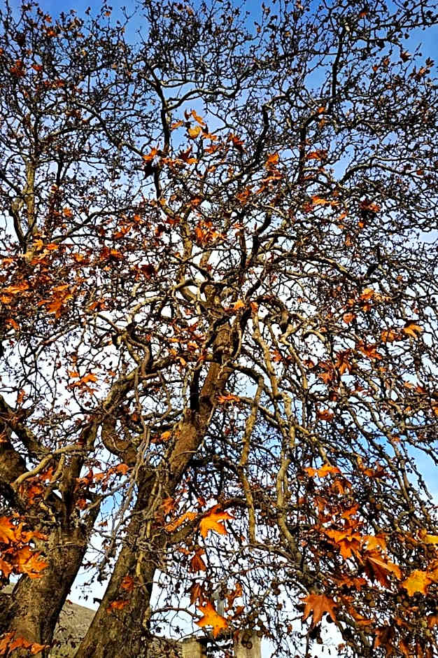 Orias Guesthouse & Farm