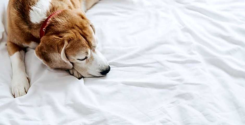 Garner Hotel Auburn - Seattle By IHG