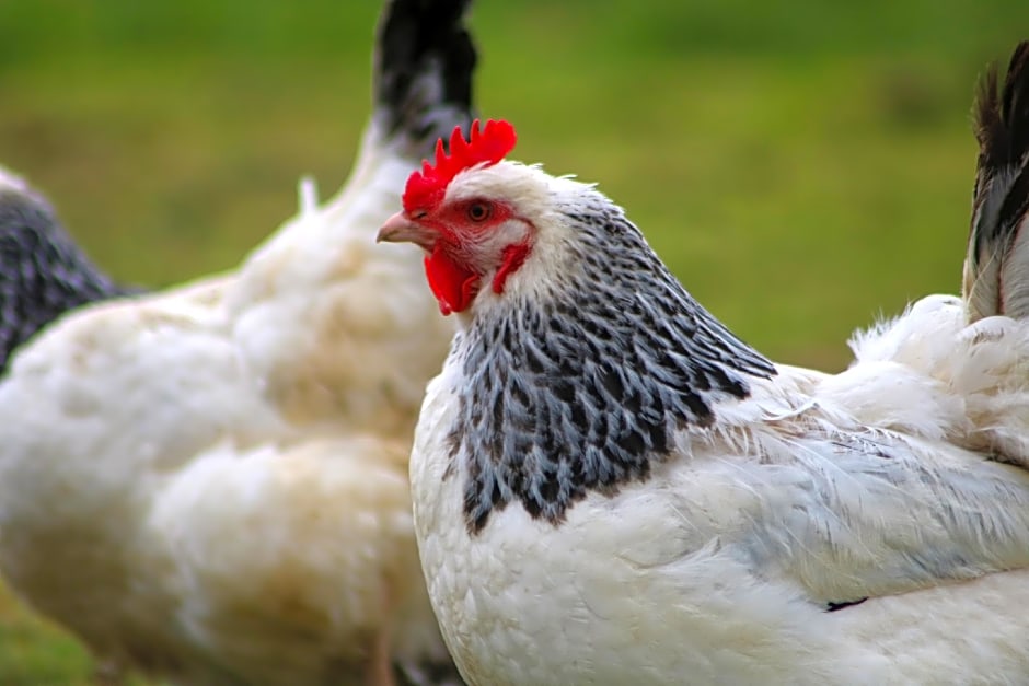 Dartmoor Reach Alpaca Farm