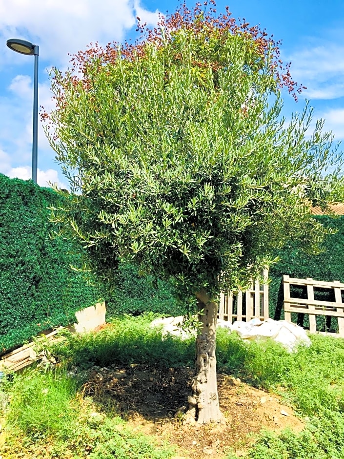 L’olivier De Manel – Aigues Mortes, GA