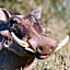 Milkwood Safari Lodge
