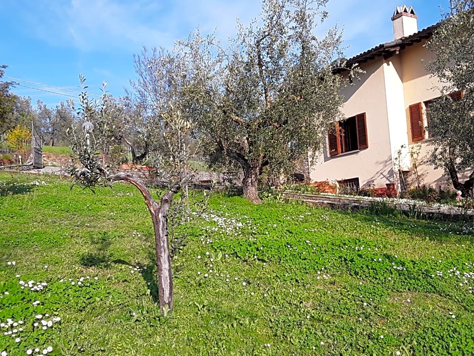 La collina degli olivi