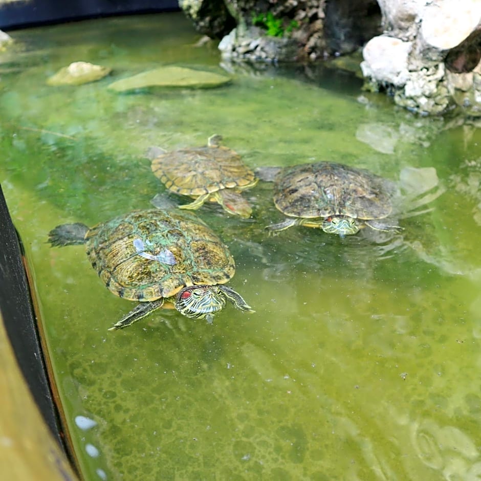 Kamala Tropical Garden Hotel