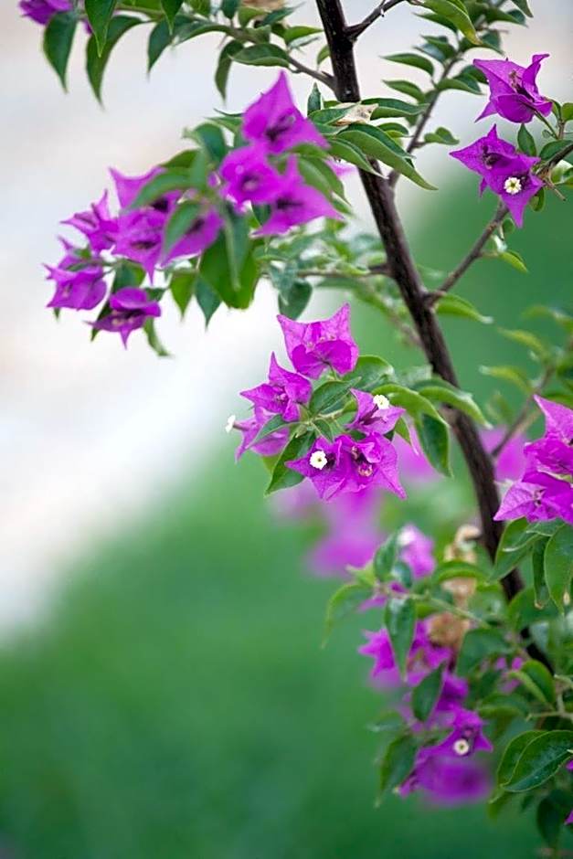 Glaro Garden Hotel